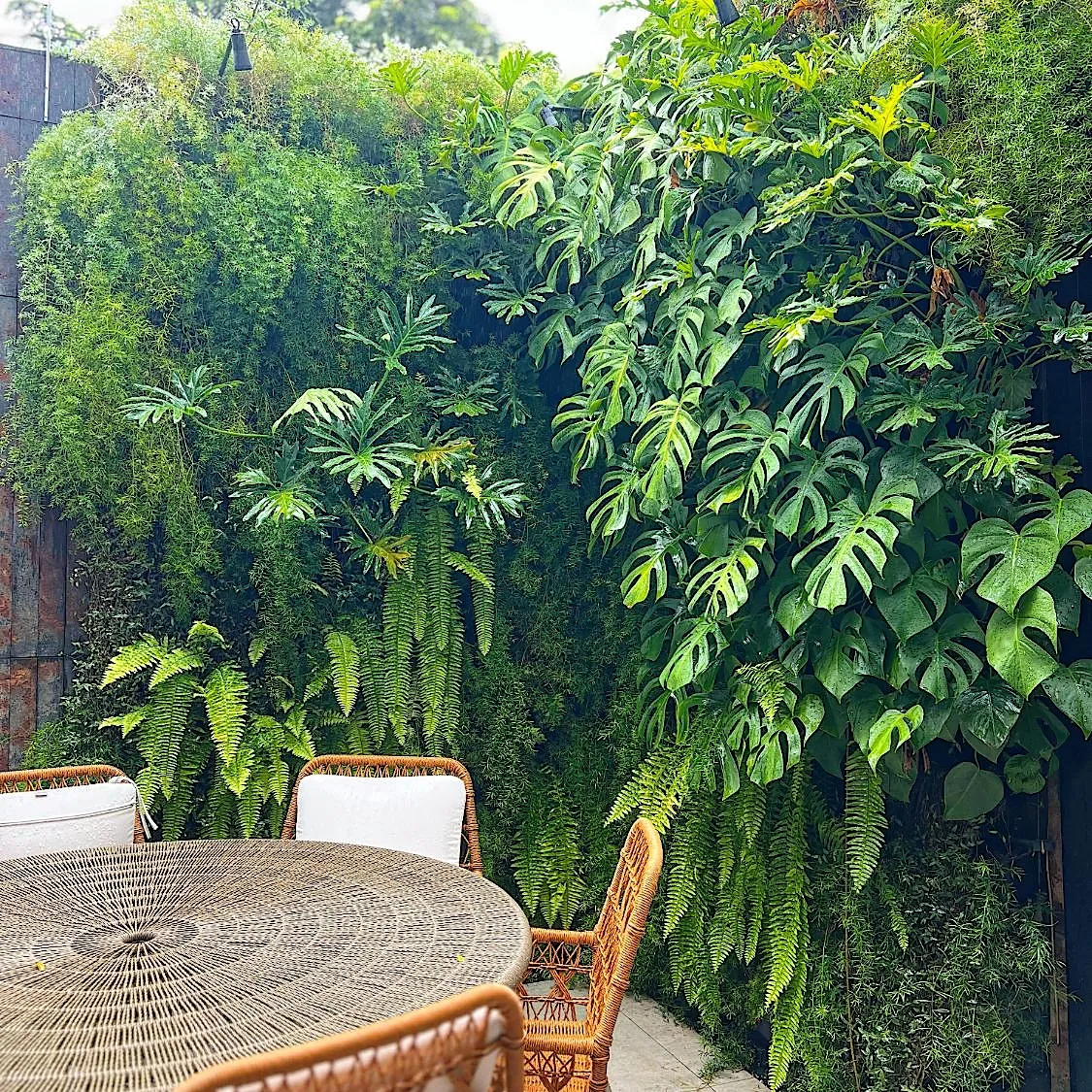 Jardim vertical NATUR pronto, com costela-de-adão e samambaias